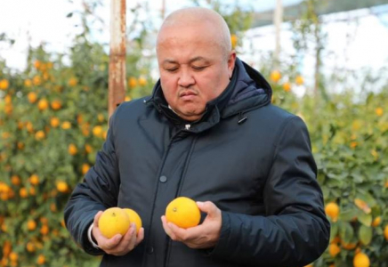 ТҮРКІСТАН: Сарыағаш ауданының диқандары лимон жинауды бастады