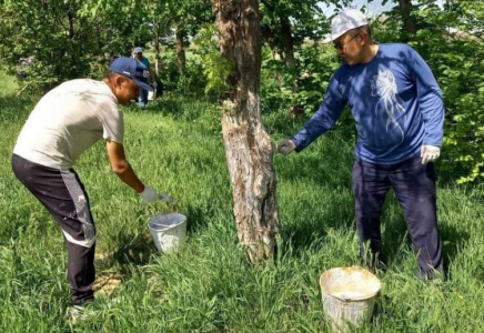 ТҮРКІСТАН: Түлкібаста 600-ден астам адам сенбілікке шықты