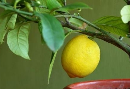 Лимон ағашы - аударма. Жібек Зинелова