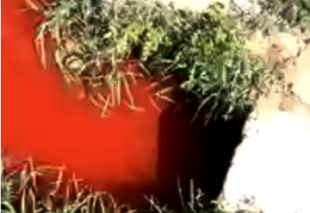 Сайрамдық қасапшылар өзенді қанға бояды (видео)