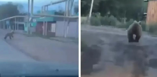 Жетісу облысында аю ауылдардың біріне кіріп кеткен