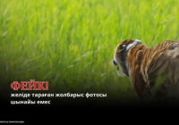 «Іле-Балқашта» жолбарыс жүргені туралы тараған ақпарат жалған болып шықты