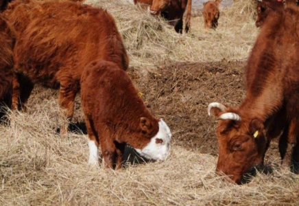 ​Өзбекстан ірі қара мал өсіру үшін Беларусьтен жерді жалға алады