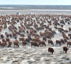 ТҮРКІСТАН: Созақта асыл тұқымды ірі қара мал саны көбейіпкеледі