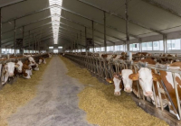 Қонаевта жылына 13 млн литр сүт өндіретін ферма салынады