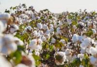 Түркістан облысында егістік алқабы ұлғайтылды