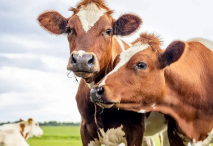 «Ірі қара малды тартып алып, қырып жатыр»: АШМ желідегі видеоға қатысты мәлімдеме жасады