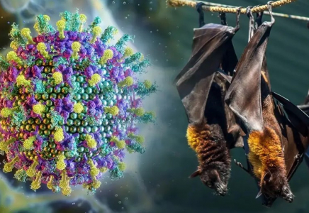 «Нипах вирусы тараған елдерге бармаңыздар»: комитет қазақстандықтарға ескерту жасады