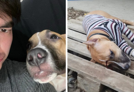 Алматы облысында ер адам әйеліне үргені үшін итті қақ маңдайынан атып кетті