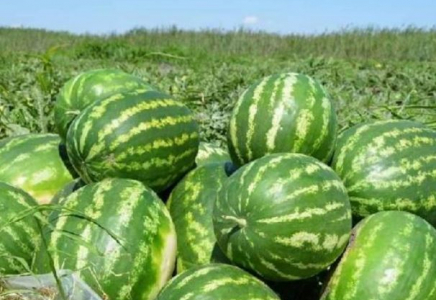 ТҮРКІСТАН: Шардаралық диқандар нарыққа 8700 тонна қарбыз шығарды