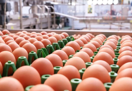 Елімізге шетелден жұмыртқа әкелуге уақытша тыйым салынды