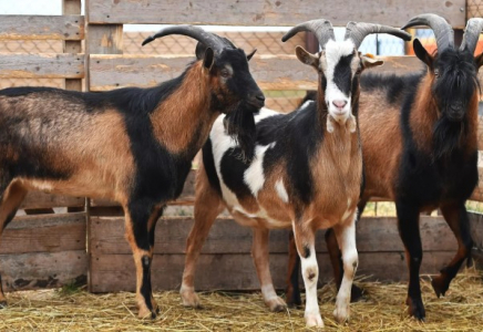 Қазақстан ет өнімдерін БАӘ мен Үндістанға экспорттауға ниетті