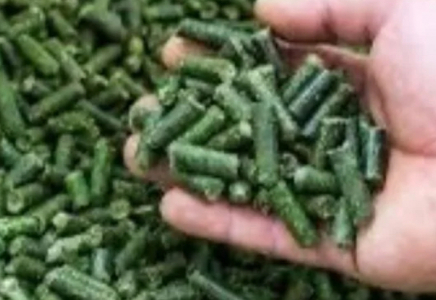 ​СҚО-да жоңышқадан түйіршіктелген жем өндірілмек