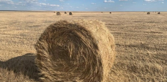 Елімізде 27 млн тоннадан астам жемшөп дайындалды