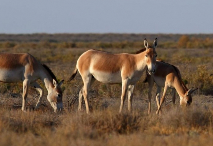 Елімізде құлан саны 4,6 мыңнан асады