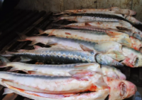 Көлігінен 500 келі бекіре табылған Атырау тұрғыны сотталды