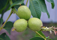 ​Жаңғақ ағашын қарт кісі отырғызса жемісі мол болады