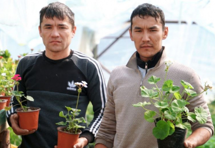 ТҮРКІСТАН: Келестік ағайынды шаруалар 50 түрлі гүл өсіреді