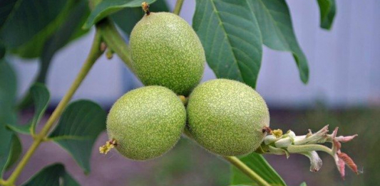 ​Жаңғақ ағашын қарт кісі отырғызса жемісі мол болады