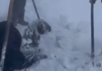 Боран кезінде тірідей көміліп қалған қойлар қар астынан шығарылды