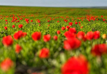 ТҮРКІСТАН: Қазығұртта Қызыл кітапқа енген Грейг қызғалдағы гүлдеді