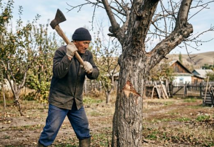 Көп жыл жеміс салмаған ағашқа МЫНА ЫРЫМды жасап көріңіз