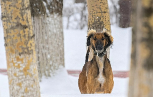 Қазақстанда жаңа мереке бекітілді: 3 қыркүйек – Қазақ тазысы мен төбеті күні