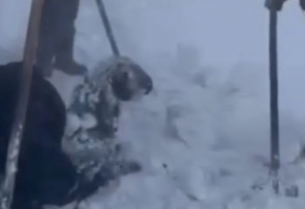 Боран кезінде тірідей көміліп қалған қойлар қар астынан шығарылды