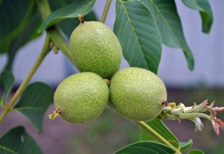 ​Жаңғақ ағашын қарт кісі отырғызса жемісі мол болады