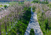 Түркістан облысында павлония өсіру ауқымы кеңейіп келеді