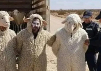 Қойдың кейпіне енген үш ер адам Алжирді заңсыз кесіп өтпек болған