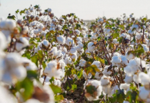 Түркістан облысында егістік алқабы ұлғайтылды