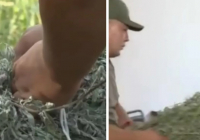 Ұлттық саябақ аумағынан жалбыз жинаған қазақстандық айыппұл арқалады