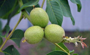 ​Жаңғақ ағашын қарт кісі отырғызса жемісі мол болады