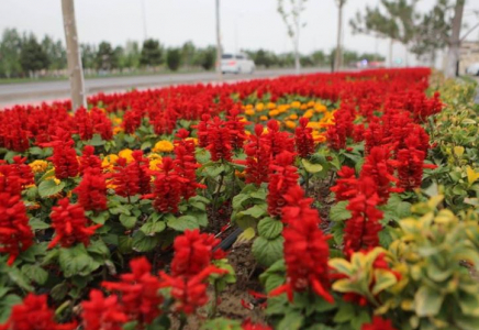 Түркістанда абаттандыру жұмыстары жүйелі түрде жүргізіліп келеді