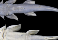 ​Қытайдың Тибет аймағында балықтың жаңа түрі табылды