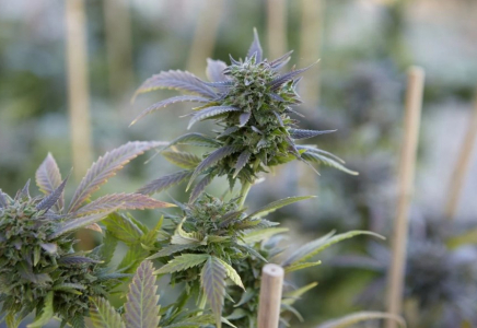 Қазақстан тоқыма және қағаз өндірісінде қарасораны қолдануға рұқсат берді