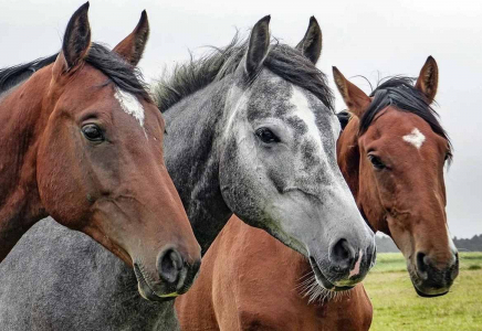 Жылдың жағымсыз жаңалығы: Жылқының алғаш рет Қазақстанда қолға үйретілмегені дәлелденді