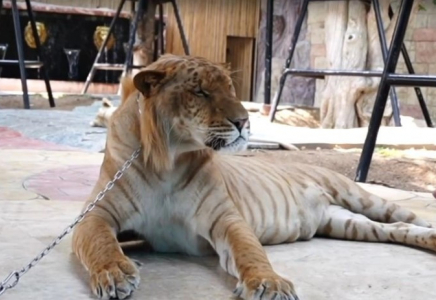 ​72 жолбарыстың өлімі: Таиланд мысық вирусының өршуін тоқтатуға шұғыл кірісті