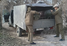 Түркістан облысында шіркейге қарсы ғылыми негіздегі мониторинг күшейтілді