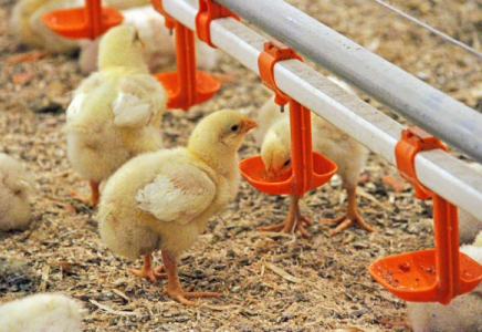 Түркістанда құс фабрикасы өртеніп, 3 мың балапан қырылып қалды  