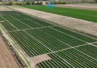 ТҮРКІСТАН: Сайрамда көктемгі дала жұмыстары қарқынды жүргізіліп жатыр