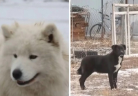 Ақтөбеде мектеп оқушысын қаңғыбас иттер талап тастады