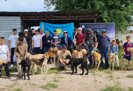 ​Көктемгі күн, тазы және туған жердің жылуы: Меркіде қазақы тазыға арналған тұқымдық байқау өтті