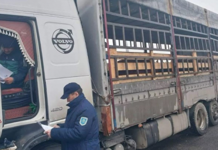 Дағыстан мен Өзбекстаннан заңсыз кіргізілмек болған 60 бас ірі қара мал кері қайтарылды