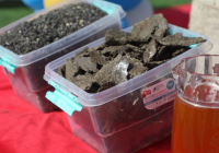 ТҮРКІСТАН: Сарыағашта өсімдік майын өндіретін зауыт іске қосылды