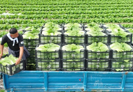 Түркістандық диқандар нарыққа қырыққабат шығаруды бастады