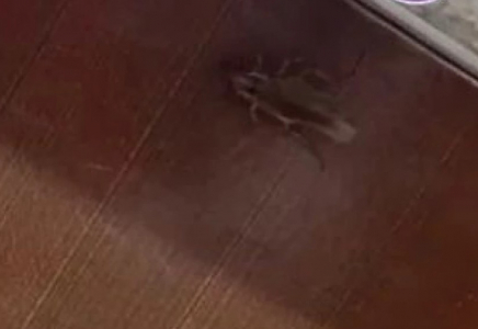 “Асханада тарақандар”: Алматыда балабақша тексеріледі