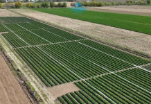 ТҮРКІСТАН: Сайрамда көктемгі дала жұмыстары қарқынды жүргізіліп жатыр