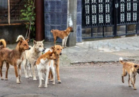 Көкшетауда жүкті әйелді қаңғыбас иттер қауып алды 